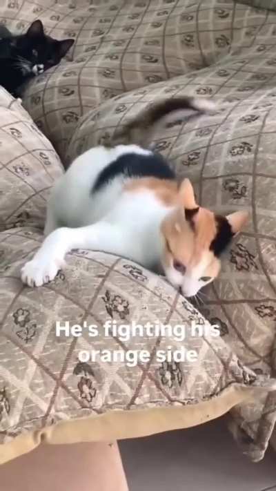 Orange chaos