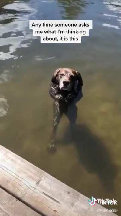 doggo :)