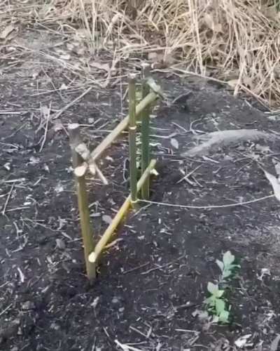 Catching a fish with a rock