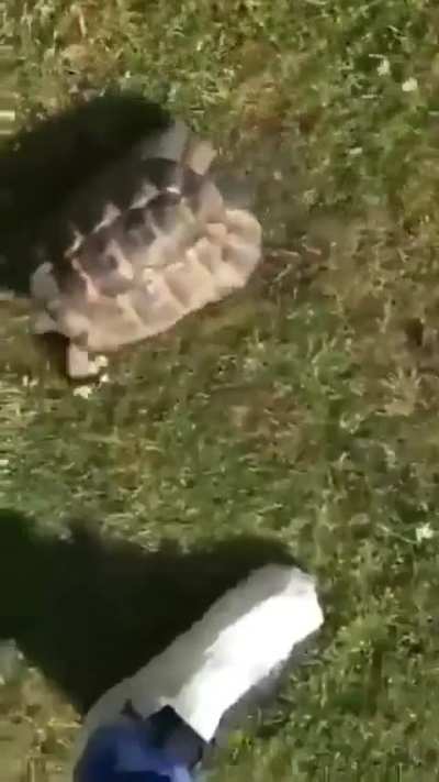 As turtugas realmente fazem isso naturalmente? Se sim, pq? Se n&atilde;o fazem naturalmente, s&atilde;o treinadas?
