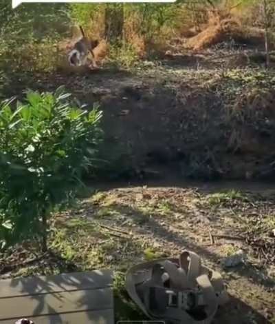 Goooood boy