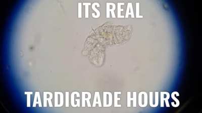 TARDIGRADE HOURS