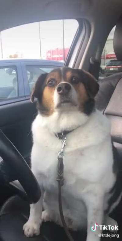 He broke the dog.