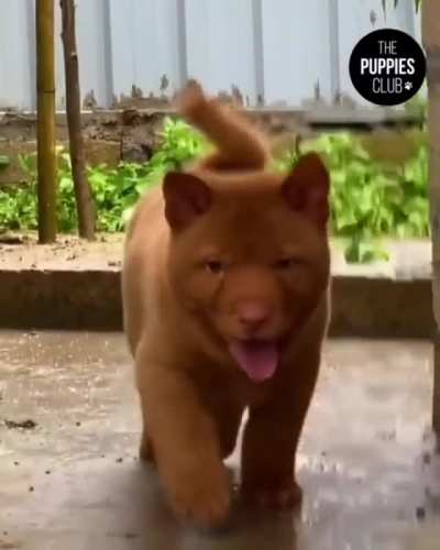 The Hmong dog, which gives a cat-dog appearance and is also used by the Vietnamese Police as detection dogs
