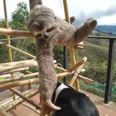 Rescued Sloth Cuddles with Beagle Friend