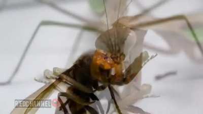 Praying Mantis Eating An Asian Giant Hornet&amp;amp;#x27;s Face GIF by Pardusco (/r/natureismetal)