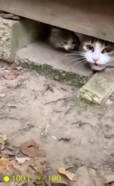 Wordington cat