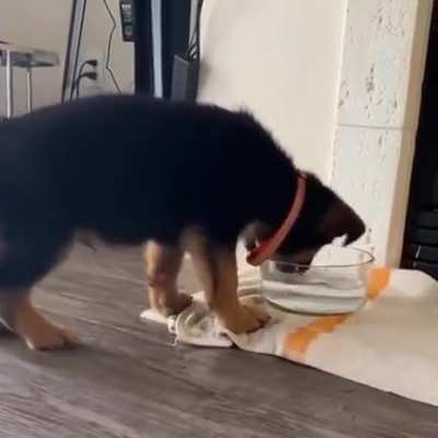 sTarvIng dog hAS No fooD, iS fORCed To EAt WateR!