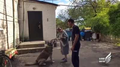 Meet Katie the husky 🐾 She was a stray who jumped into a police car while they were distributing humanitarian aid in Maryinka and wouldn&rsquo;t get out. She&rsquo;s now adopted by and officer&rsquo;s parents and very loved 🥰