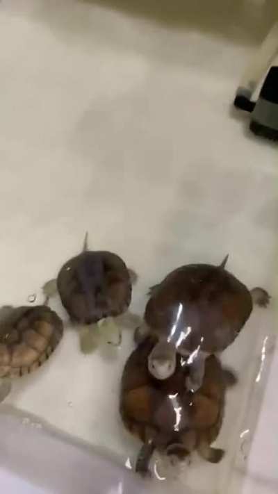The babies are hungry