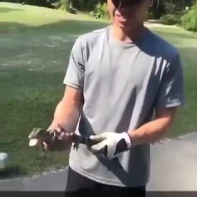 Seem like a normal baby crocodi-