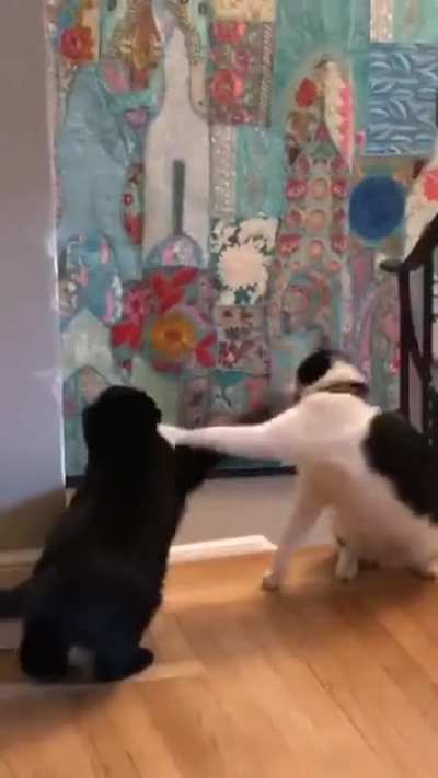 Trixie (left) hates Petunia (right). Petunia thinks it&rsquo;s a game