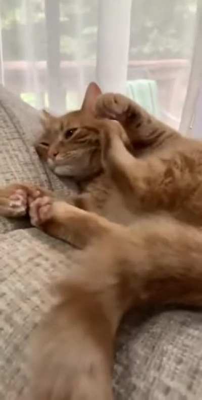 Apenas um gatinho