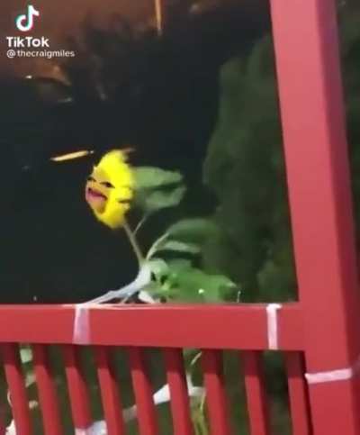 Zyrussy&rsquo;s plants fighting for their lives after getting hit by a big fat wet juicy windy queef tornado from Jannass