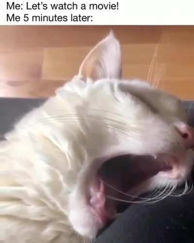 Meow irl