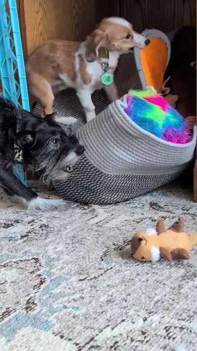 I picked up the toys to vacuum