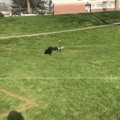 Self-bonk