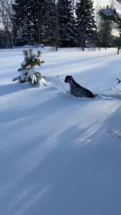 Be vewy vewy quiet I&rsquo;m hunting wabbits!!