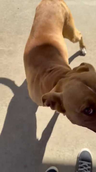 Lovely Rosey can be euthanized in Phenix City, AL 04/22. Dog, cat, kid friendly &amp;amp; housebroken- perfect family pet! Out of state possible