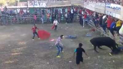 Revenge of the bull