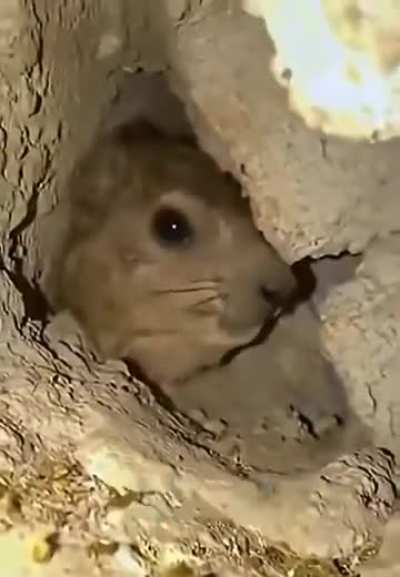 Hothead Hyrax