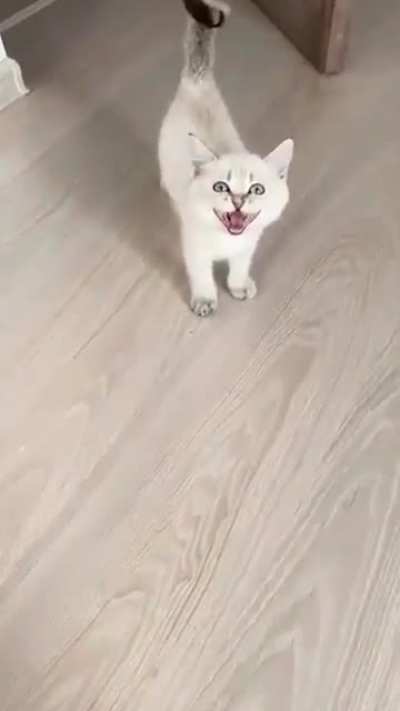 Meow?