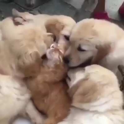 Exclusive video of the most tolerant cat on planet earth.😜