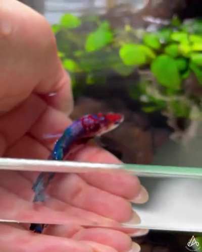I’m so glad I picked him out of 50 other betta fry to keep as companion ♥️