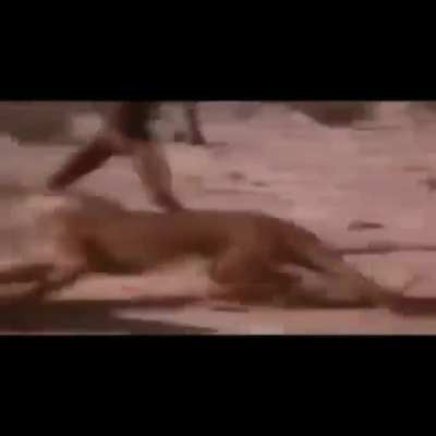 OLM HERİFLER HAYVANIN YEMEĞİNİ &Ccedil;ALDI YA LA