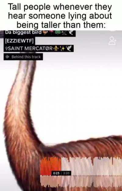 I'm Da Biggest Bird Audio / Video Meme