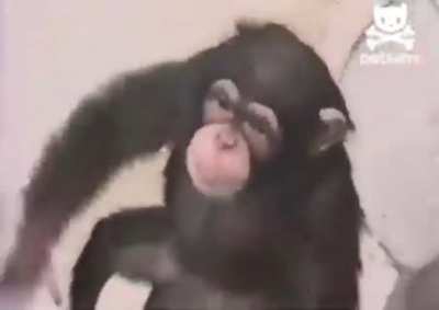 There's a monkey in my bathroom