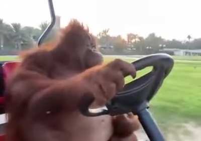 Moyano Conducción