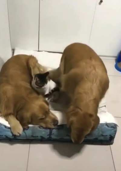 These cuties forming a heart when sleeping