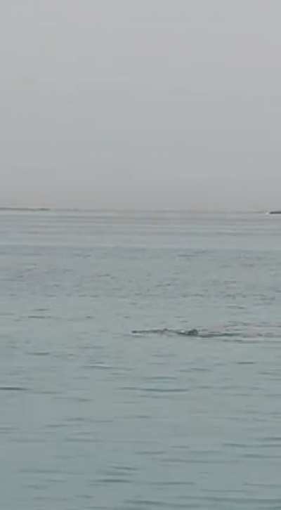 A Russian guy attacked by shark while swimming in Hurghada, Egypt.