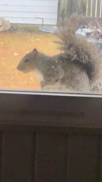 Willow often sits in the window so he can get first dibs on nuts, he thinks he&rsquo;s the top king, lol! 😩🥰