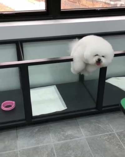 clever dogggggg