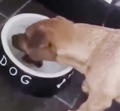 Where&rsquo;s my bone?