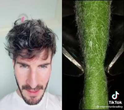 XD