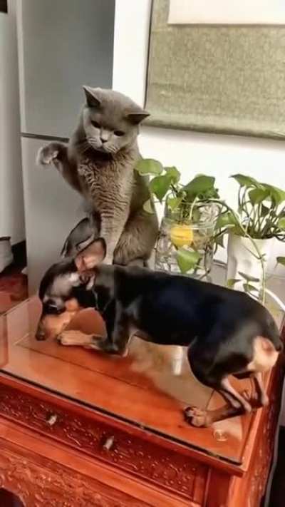 Ты чё пёс
