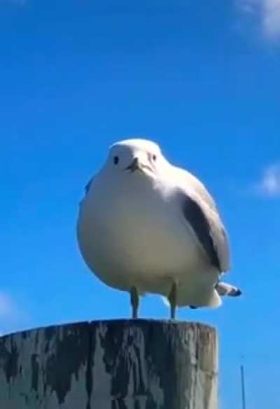 Screaming seagull