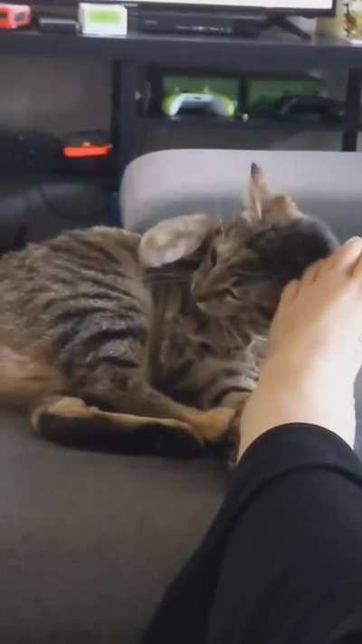 Trying to take a cute video of petting my cat