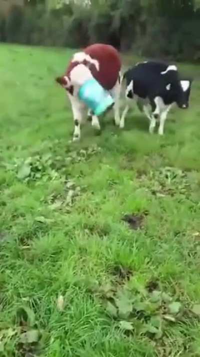Boink