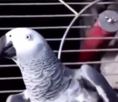 JJ next pet.
