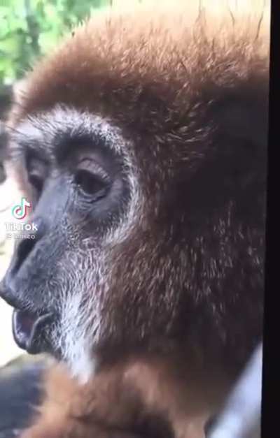 Can&rsquo;t stop thinking about monke