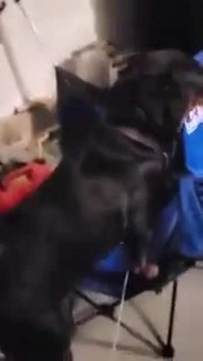 That's a good boy