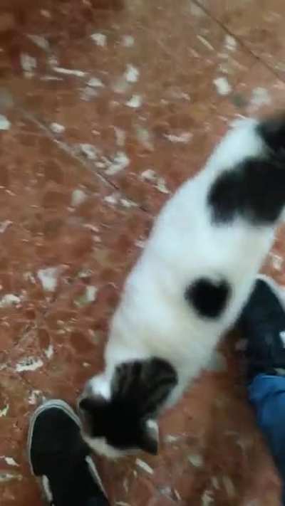 My sister in on holidays so I've been looking after her cat. Panach&eacute; is hungry for love (he has food)