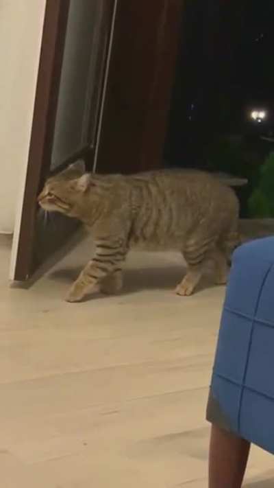 classic cats