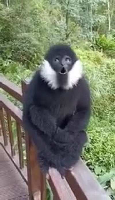 Monke sever miyiz gen&ccedil;ler?