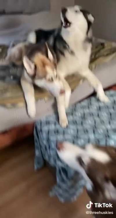 Howly boys