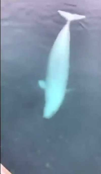 It&rsquo;s funny how the whale gets the phone back to him.. I wish all the people are like the whale!
